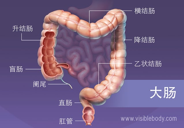 大肠的主要分段